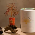 BIRTHTOLFL6792_xx_-2.webp